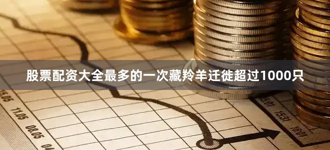 股票配资大全最多的一次藏羚羊迁徙超过1000只